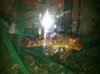 ImageUploadedByMonsterAquariaNetwork1351477442.230333.jpg ImageUploadedByMonsterAquariaNetwork1351477442.230333.jpg