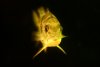 fish and nature 070.JPG
