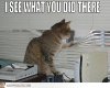 i-see-what-you-did-there-cat-8ddsxu.jpg