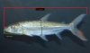 dimensions measurement.jpg