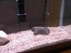 ImageUploadedByMonsterAquariaNetwork1352344493.343855.jpg ImageUploadedByMonsterAquariaNetwork1352344493.343855.jpg