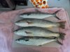 fishing1022 001.JPG