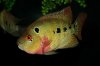 IMG_4298Cichlids12.JPG