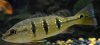 11102012TheBloop4.jpg