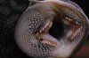 ImageUploadedByMonsterAquariaNetwork1352662388.617128.jpg