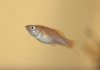 Guppy1.JPG