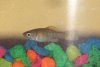 Guppy2.JPG