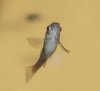 Guppy3.JPG