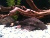 ImageUploadedByMonsterAquariaNetwork1352845506.561704.jpg