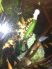 ImageUploadedByMonsterAquariaNetwork1353011632.952144.jpg ImageUploadedByMonsterAquariaNetwork1353011632.952144.jpg