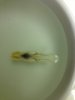 ImageUploadedByMonsterAquariaNetwork1353040443.979871.jpg
