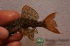Pseudacanthicus-cf-leopardus-L114-5.jpg