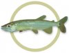 p_89857_redtail_barracuda.jpg