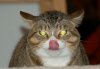 cat.jpg