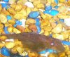 pleco2.jpg pleco2.jpg