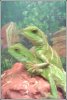waterdragons.jpg