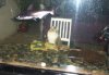 Kitty & Shark 2.jpg
