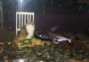 Kitty & Shark 1.jpg