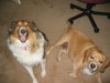 Bagel and Shelly.jpg