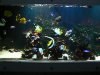 jack in tank 008.jpg