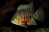 IMG_4671Cichlids12.JPG
