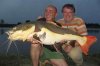 freshwater20red20tail20catfish.jpg