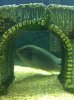 ImageUploadedByMonsterAquariaNetwork1354069326.508684.jpg ImageUploadedByMonsterAquariaNetwork1354069326.508684.jpg