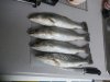specks 007.JPG