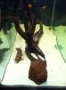 ImageUploadedByMonsterAquariaNetwork1354331504.068983.jpg
