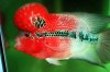 fwflowerhorn1331135405.jpg