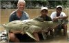 goonch-catfish-324x205.jpg