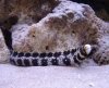 snowflake_eel.jpg