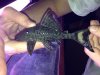 ImageUploadedByMonsterAquariaNetwork1354651956.666520.jpg