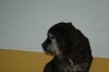 ImageUploadedByMonsterAquariaNetwork1354788866.038609.jpg