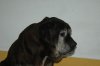 ImageUploadedByMonsterAquariaNetwork1354788879.080065.jpg