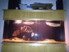 ImageUploadedByMonsterAquariaNetwork1354836008.593081.jpg