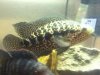 ImageUploadedByMonsterAquariaNetwork1354924144.196966.jpg