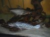DSCF3712.JPG