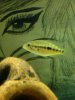 ImageUploadedByMonsterAquariaNetwork1355091134.430183.jpg