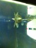 ImageUploadedByMonsterAquariaNetwork1355184345.933764.jpg