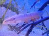 fish 3.jpg