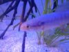 fish 1.jpg