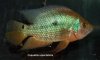 spectabilis.male.jpg