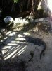ImageUploadedByMonsterAquariaNetwork1355719674.262078.jpg