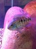 ImageUploadedByMonsterAquariaNetwork1356035059.044996.jpg