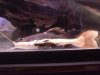 Red tail catfish.JPG
