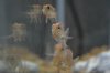 geophagus tapajos red top 1 inch 031.JPG