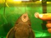 ImageUploadedByMonsterAquariaNetwork1356317113.763954.jpg ImageUploadedByMonsterAquariaNetwork1356317113.763954.jpg