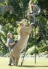 LIGER.jpg