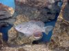 goby1.jpg